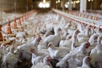 ۳ مورد تخلف گران‌فروشی مرغ زنده در استان سمنان کشف شد