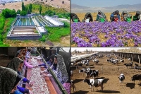 ایجاد ۱۰۰۰ روستای بدون بیکار، با اجرای پویش 