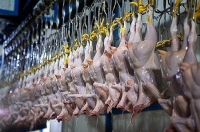 صدور دستور قضایی برای ترخیص فوری ۱۰۰۰ تن مرغ وارداتی از بندر شهید رجایی بندرعباس
