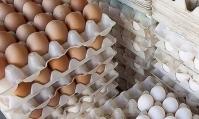 ۱۰ هزار تن تخم مرغ وارد می شود/ تعادل قیمت تا دو هفته دیگر