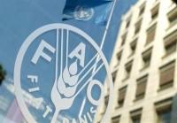 فائو: ایران امسال ۱۹.۵ میلیون تن غله تولید کرد