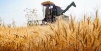  پیش‌بینی تولید ۱۴ میلیون تُن گندم در کشور می‌رود
