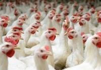  فروش مرغ زنده کیلویی ۵۸ هزار تومان با ترس و لرز