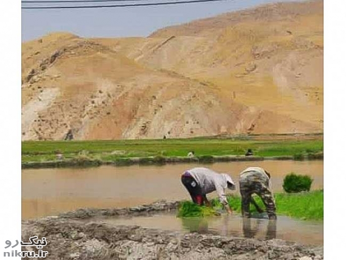 خوزستان سیراب شد؛ هیچ نقطه‌ای اکنون بدون آب نیست