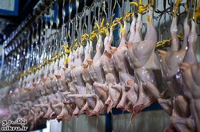 صدور دستور قضایی برای ترخیص فوری ۱۰۰۰ تن مرغ وارداتی از بندر شهید رجایی بندرعباس