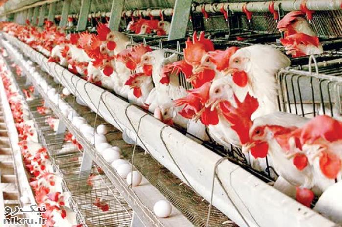 ایران در آستانه ورود به حلقه 4 کشور برتر تولید مرغ در جهان